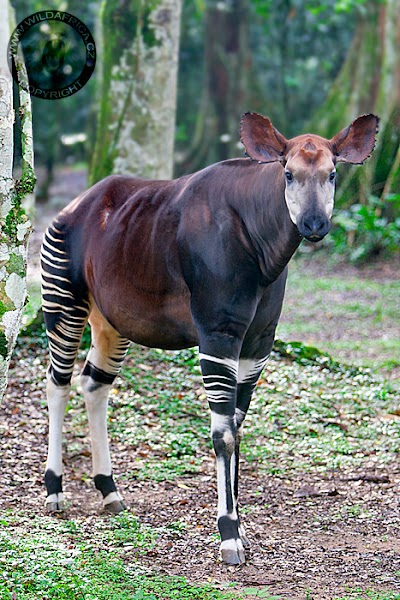 Photos of Okapi Wildlife Reserve