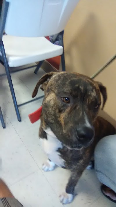 Photos of Arizona Spay Neuter