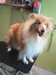 Photo n°3 de Estheti Chien à Saint-Chély-d'Apcher (Chenil)