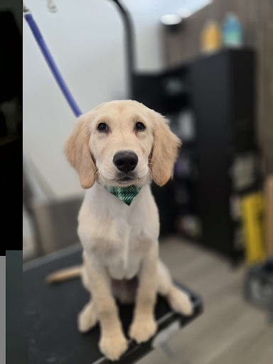 Picture of Full Groom