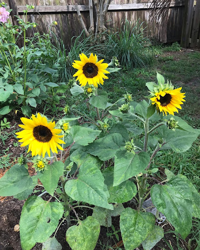 Backyard Flower Co. - Visual