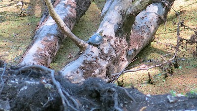 Photos of Forest Sinava
