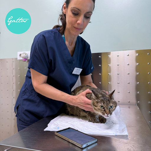 Hospital Veterinario Gattos | Urgencias 24h