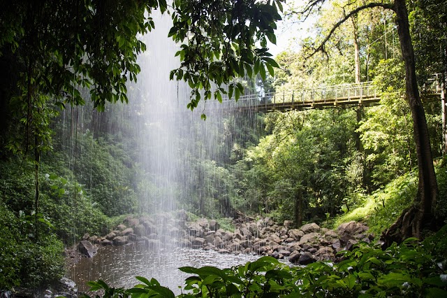 Parc national Dorrigo