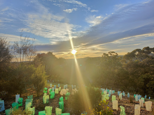 blueberry hill lions lookout - Thumbnail