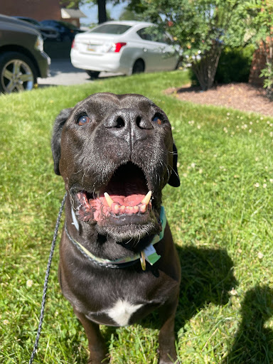 Petvacx Animal Hospital - Thumbnail