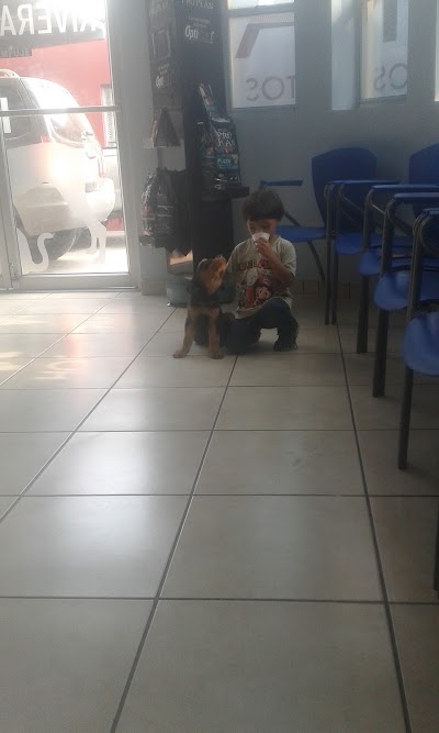 veterinary-care
