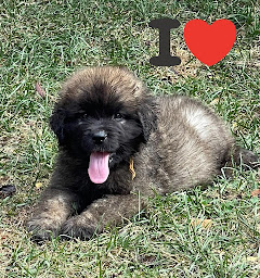 Photo n°31 de LE CLOS DES BRUYERES à Le Douhet (Magasin d'alimentation animale)