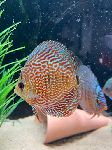 Rt Discus - Visual