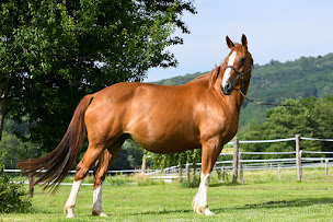 Photo n°11 de Equi'DNA à Verjon (Éleveur de chevaux)