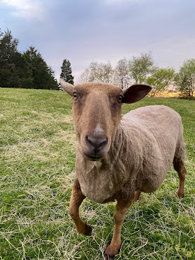 Heaven Scent Farm by null