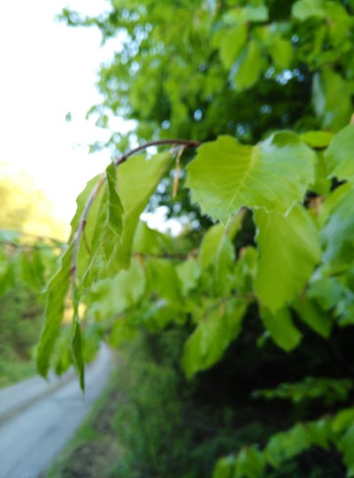 Photos of Newvillage Woods