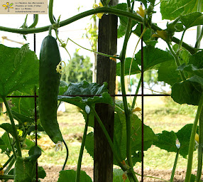 Photo n°20 de Chambre d'hôtes La Chambre des Marronniers à La Romieu (Chambre d'hôtes)