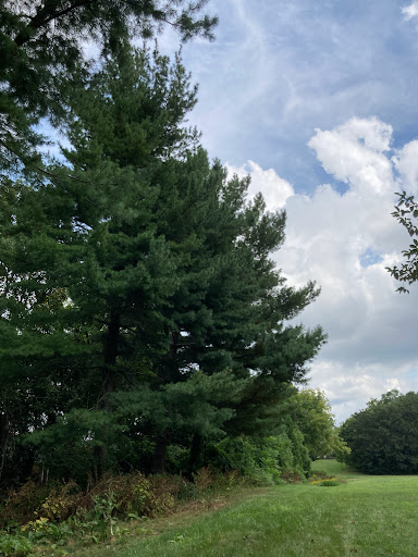 Norwood Park Meadow - Thumbnail