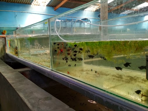 Jatipond Fish, Author: Sultan Harris Zulkarnaen