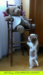 Photo n°12 de Élevage D'EZ MORTES TERRES à Igney (Éleveur de chiens)