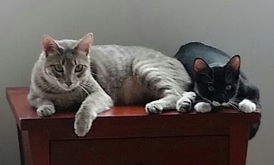 Photos of Moggy & Doggy
