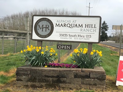 Alpacas at Marquam Hill Ranch