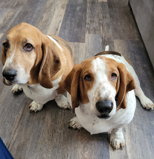 Omaha Animal Medical Group - Thumbnail