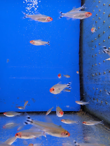 PEMFISH.com LTD - Visual