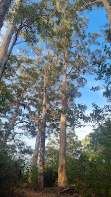 Brockman National Park Pemberton-Northcliffe Rd, Crowea WA 6262, Australia