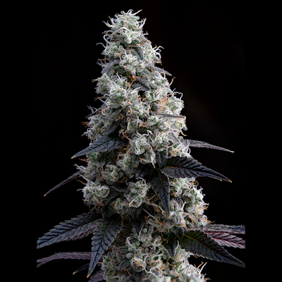 Photo of Canna Klub Wolverine, Recreational Marijuana Dispensary