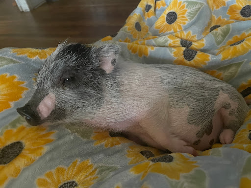 Noble Creatures Veterinary Services - Thumbnail