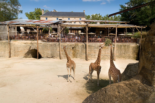 Le Camp Des Girafes - Thumbnail