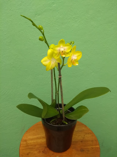 La Niña de las Orquídeas I - Thumbnail
