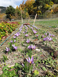 Photo n°19 de Safran en Ubaye - Isabelle Lenogue à Méolans-Revel (Siège social)