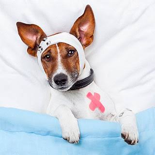 Medican, Clinica Veterinaria - Thumbnail