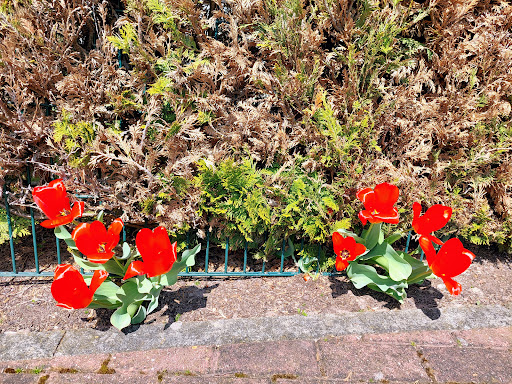 Friedhof Bebra - Thumbnail