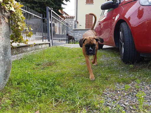 Ambulatorio Veterinario Dr. Sabrina Terni - Thumbnail