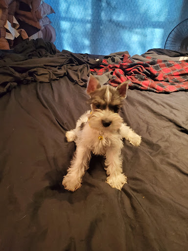 Schnauzer Splendor - Visual