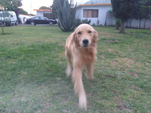 Ruffo's camp Pensión canina - Thumbnail