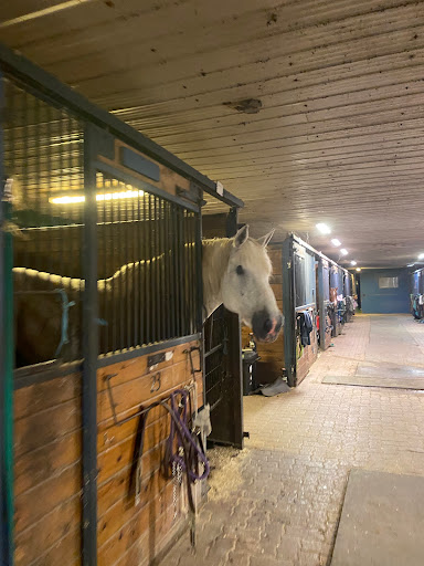 Allossery Equine Veterinary Services - Thumbnail