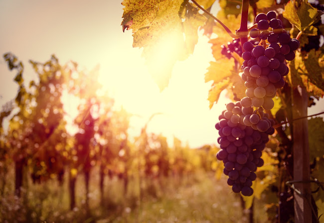 Commentaires et avis sur World Grands Crus