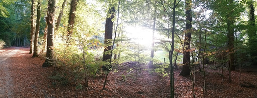 Kapperbos - Visual