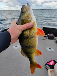 Photo n°8 de Guide Pêche Arnaud Famery à Parentis-en-Born (Club de pêche)