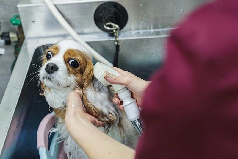 新瀬戸どうぶつ病院