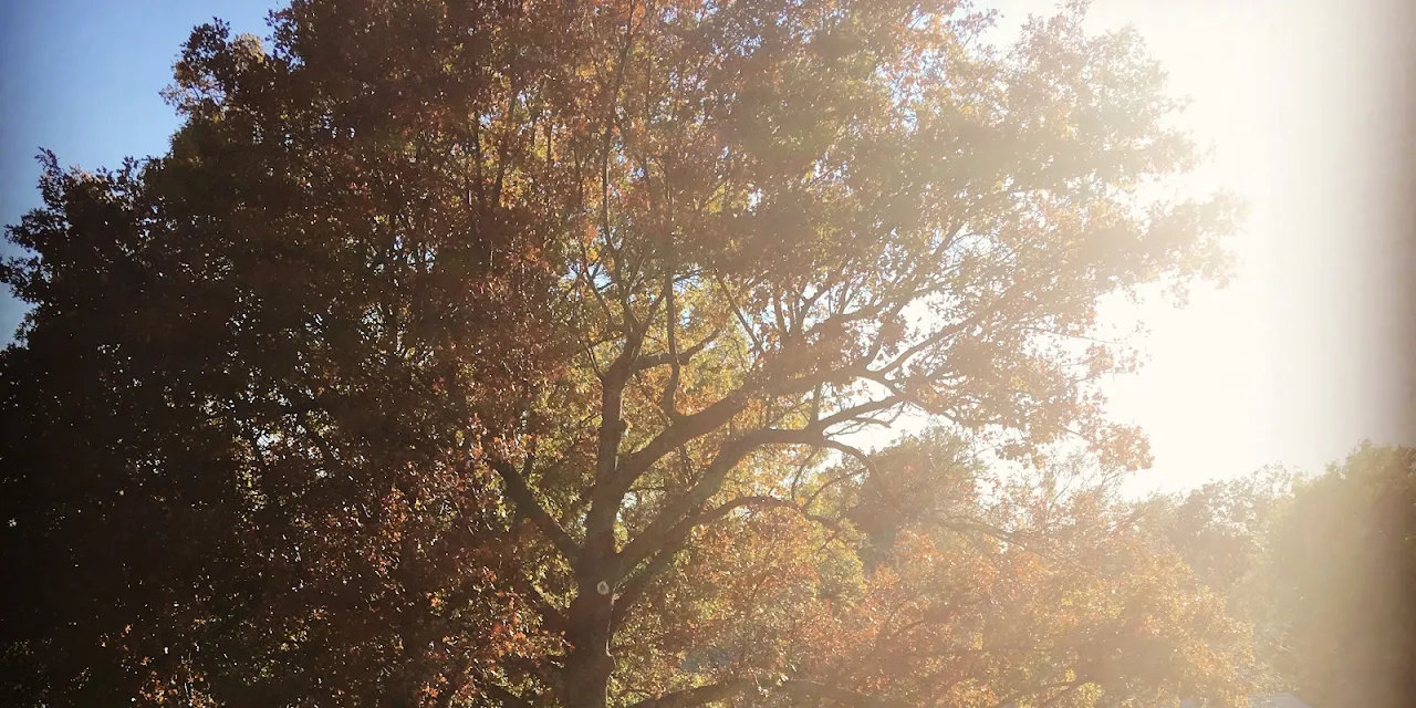 Jennings' Tree Service