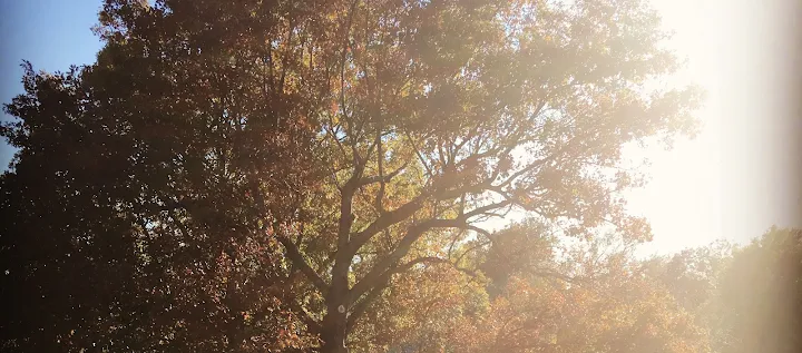 Jennings' Tree Service