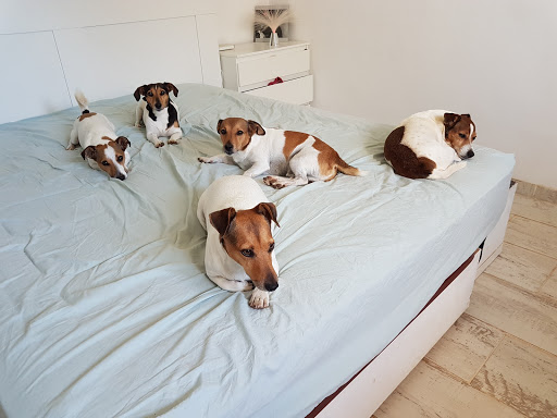 EXÒTICS I +, CLÍNICA VETERINARIA EN LLUCMAJOR - Thumbnail