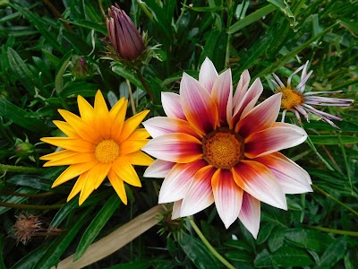 Photos of Jardin D'essais