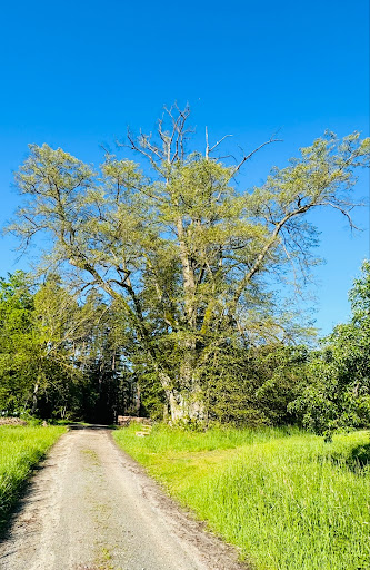 Schwingerlinde - Visual