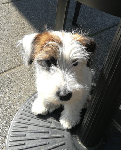 Allevamento STESI Jack Russell - Pensione per Animali - Thumbnail