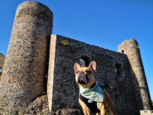 Tourisme avec mon chien