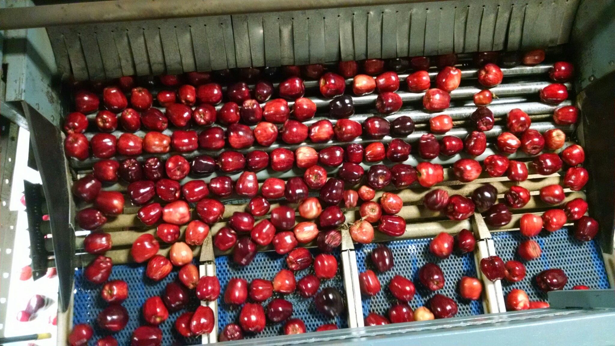Manson Growers