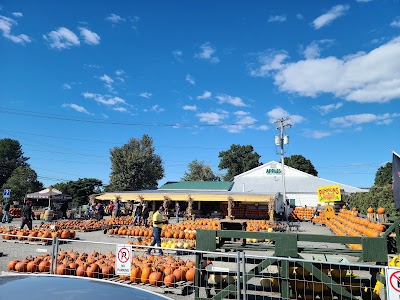 Golden Harvest Farms