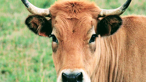 Boucherie d'Olt et d'Aubrac Gallery - France
